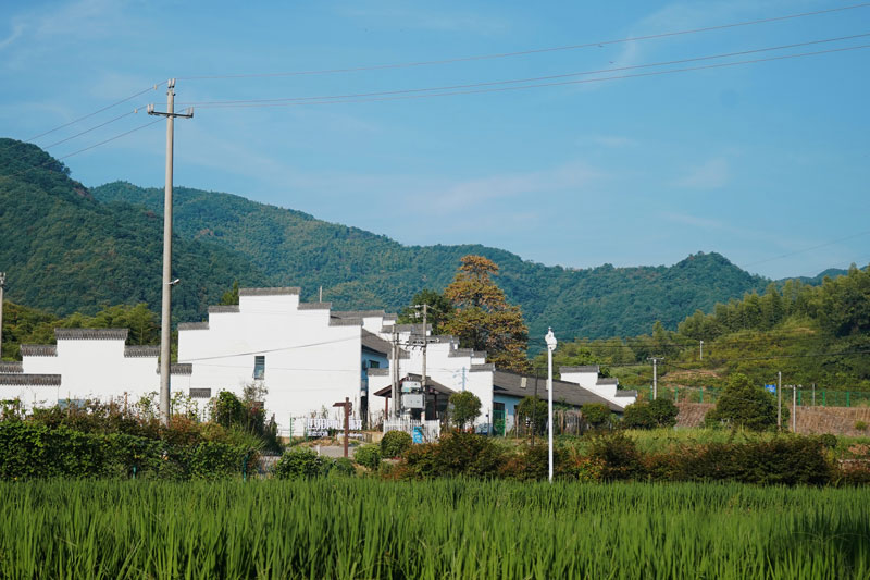 余姚農(nóng)村迎來越來越多“新農(nóng)人”。余姚市委宣傳部供圖