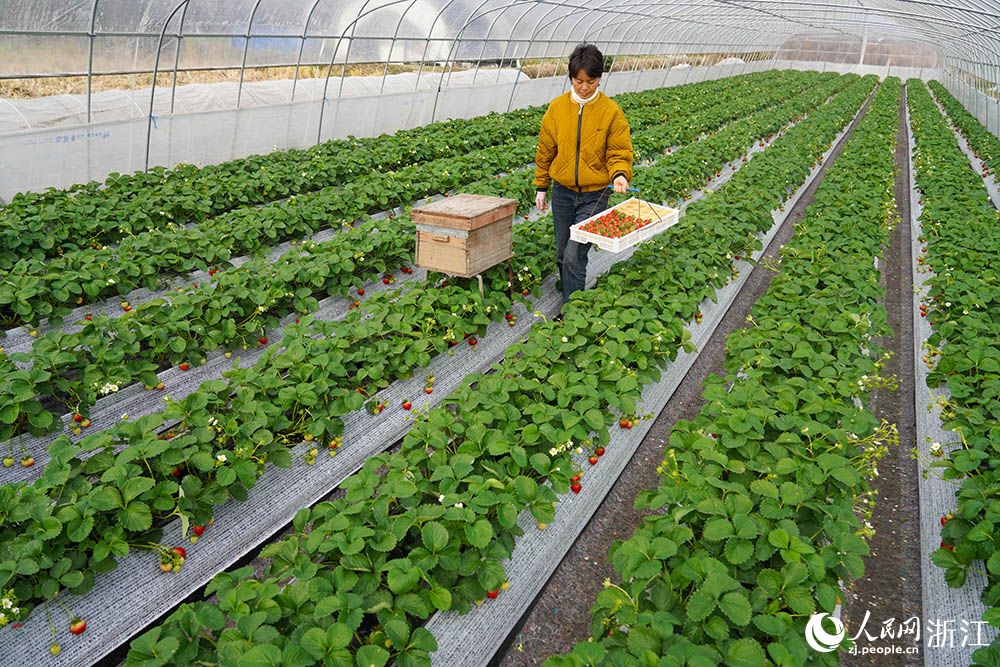 近日，在寧波市奉化區(qū)尚田街道一處草莓種植基地，果農(nóng)正在采摘草莓。人民網(wǎng) 章勇濤攝