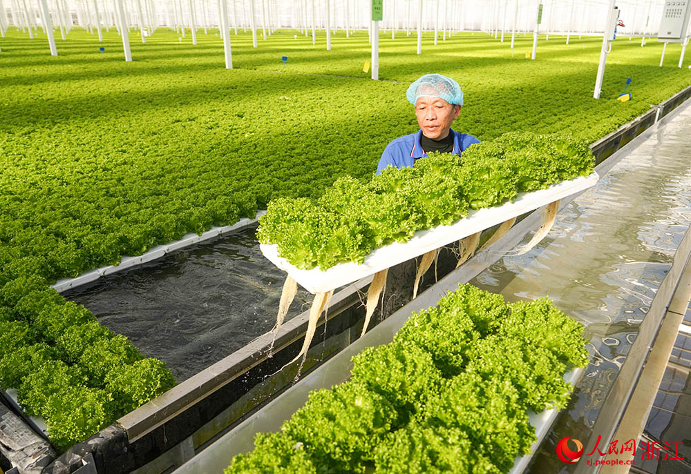 在浙江省嘉興市嘉善縣一智慧農(nóng)場(chǎng)，工人在采收生菜，保障冬季蔬菜市場(chǎng)供應(yīng)，豐富市民“菜籃子”。人民網(wǎng) 章勇濤攝