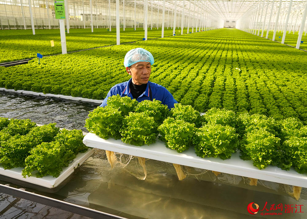 在浙江省嘉興市嘉善縣一智慧農(nóng)場，工人在采收生菜，保障冬季蔬菜市場供應，豐富市民“菜籃子”。人民網(wǎng) 章勇濤攝