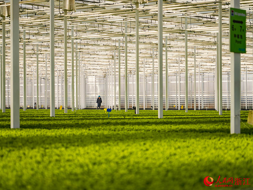 在浙江省嘉興市嘉善縣一智慧農(nóng)場，工人在查看蔬菜生長情況。人民網(wǎng) 章勇濤攝